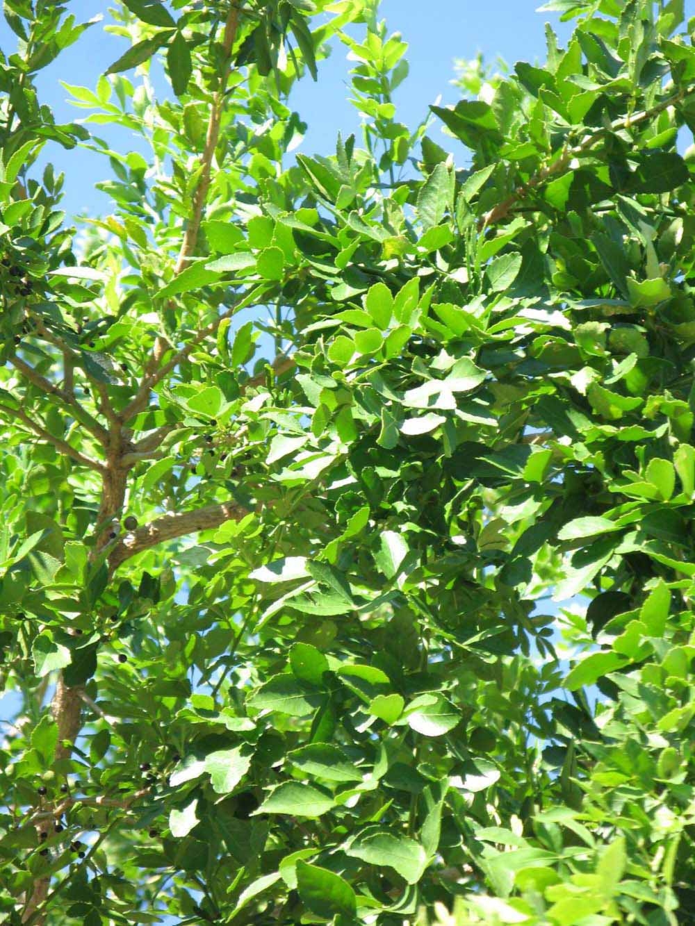              Sun leaves (Winter Haven, FL)       